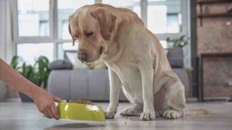 labrador retriever perro alimentación dieta