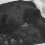 El quilotórax en los perros, ¿qué es? Terapia y riesgos para Bobi