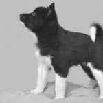 Descripción de la raza de perro de caza ruso-europeo Laika