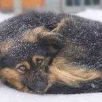 La ley que prohíbe dejar a los animales fuera en la temporada de frío