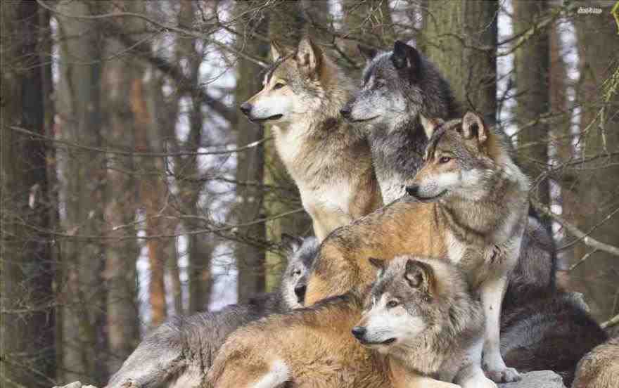lobos de perro alfa