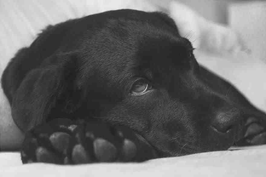Meningitis en perros: síntomas y peligro para los humanos (foto Pixabay)