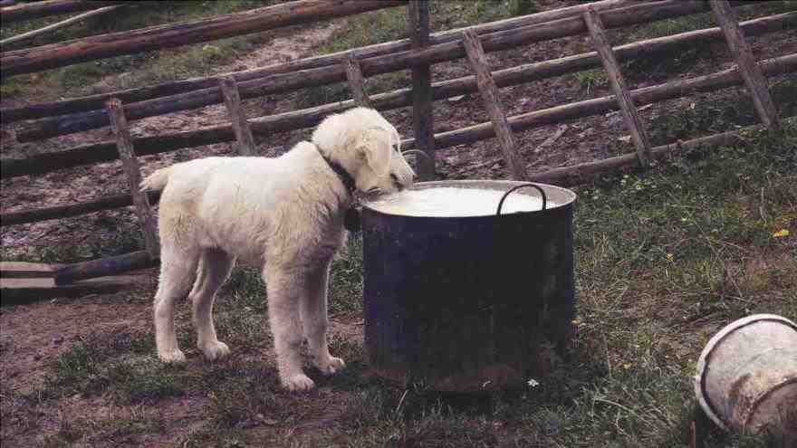 leche para perros lactosa