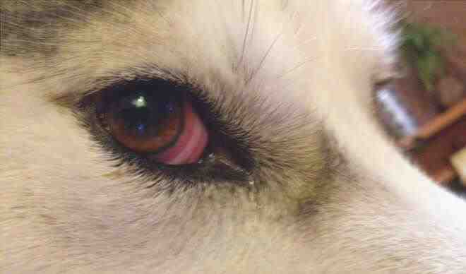 conjuntivitis ojos rojos perro