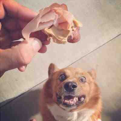 manipulación de alimentos en perros