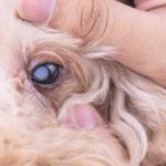 Cuerpos extraños en el ojo del perro: síntomas y remedios