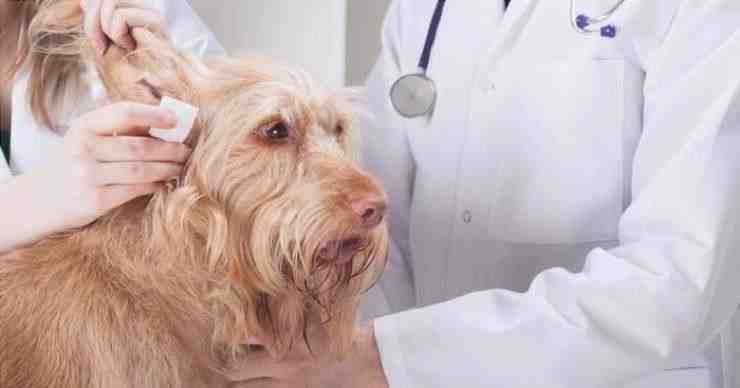 orejas rojas perro veterinario
