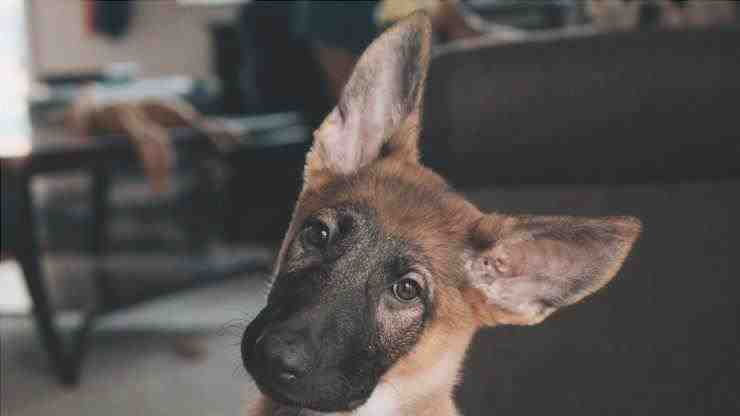 orejas rojas en perros