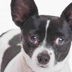 Orzuelo en perros: qué es y qué tratamientos adoptar