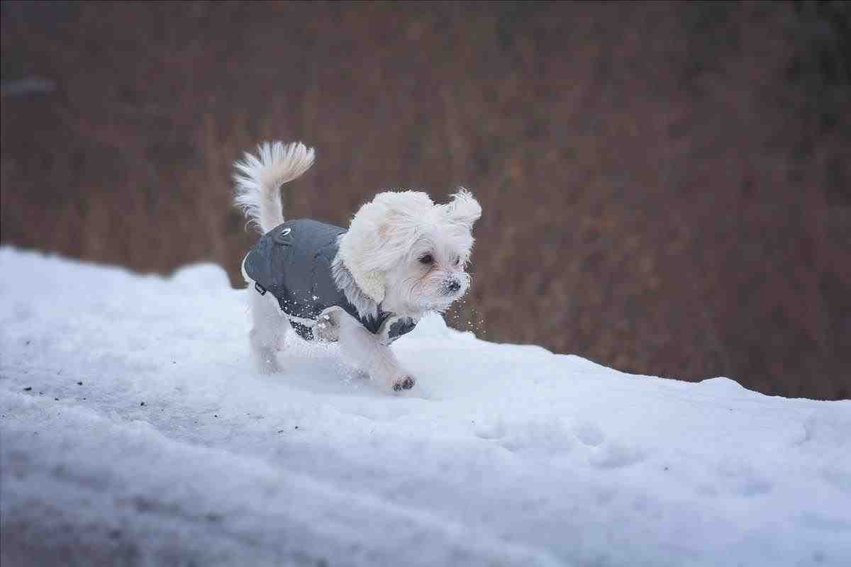 proteger las patas del perro del frío
