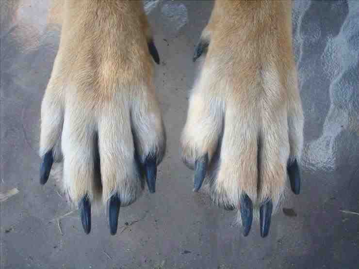 Uñas de perro