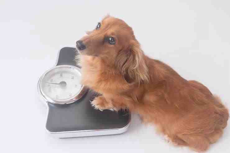 pérdida de peso en perros