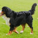 Perro de montaña de Berna raza de perro de pelo largo y grueso
