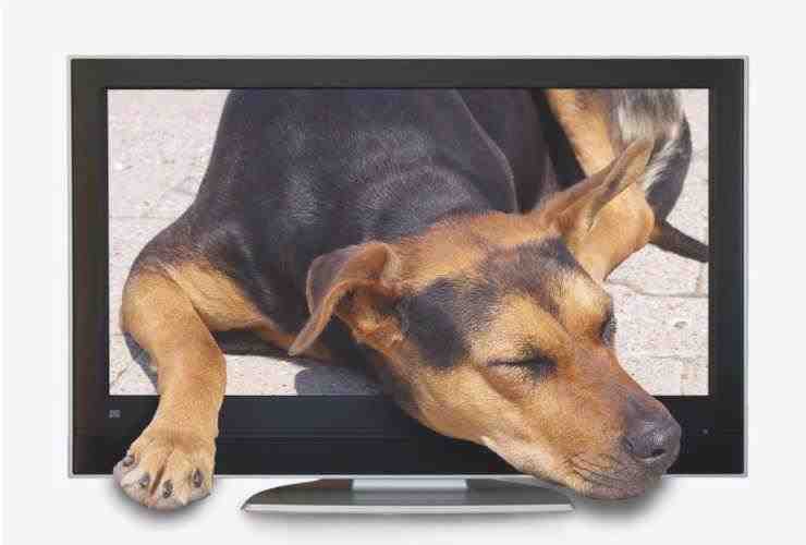 Los perros ven la televisión