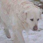 Cómo proteger las patas de su perro del frío: algunos consejos