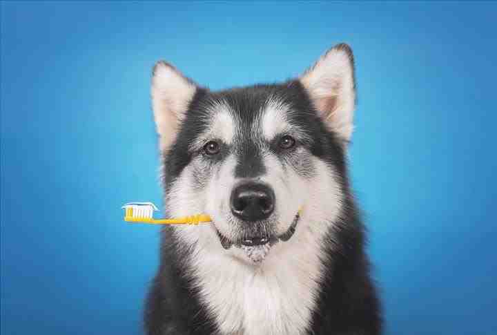 cómo limpiar los dientes de un perro