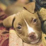 American Pit Bull Terrier o Pitbull: carácter, precio, cuidados y cachorros
