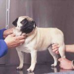Síntomas de la displasia de cadera en perros: aprender a reconocerlos