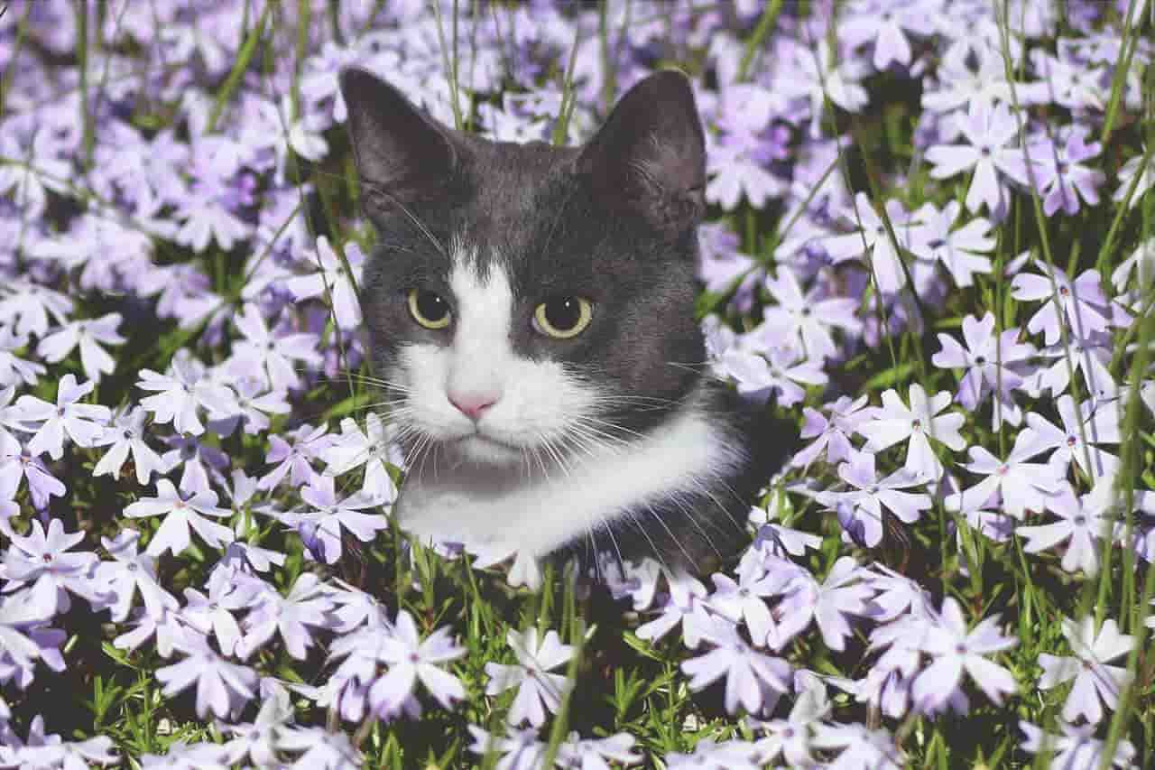 remedios florales para gatitos