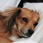 La depresión en los perros: causas inesperadas que hay que tener en cuenta