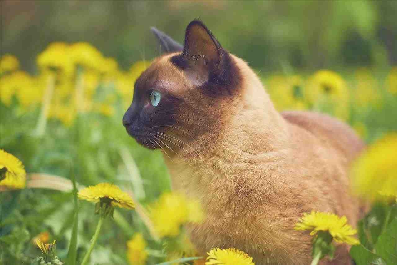 administración gotas de flores de gato