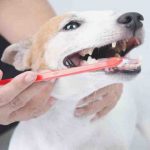 Cómo eliminar el sarro de los dientes del perro: qué soluciones adoptar
