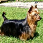 Tarjeta de la raza de perro terrier australiano con copete de color avellana