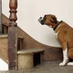 Cómo enseñar a tu perro a subir y bajar escaleras: 3 métodos