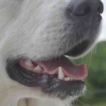 Enfermedades bucales en los perros: síntomas, causas y tratamiento