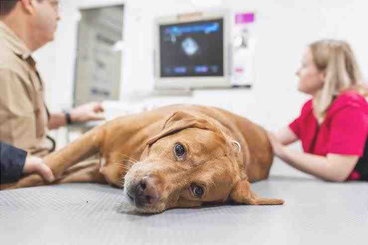 Razas de perros con riesgo de cáncer