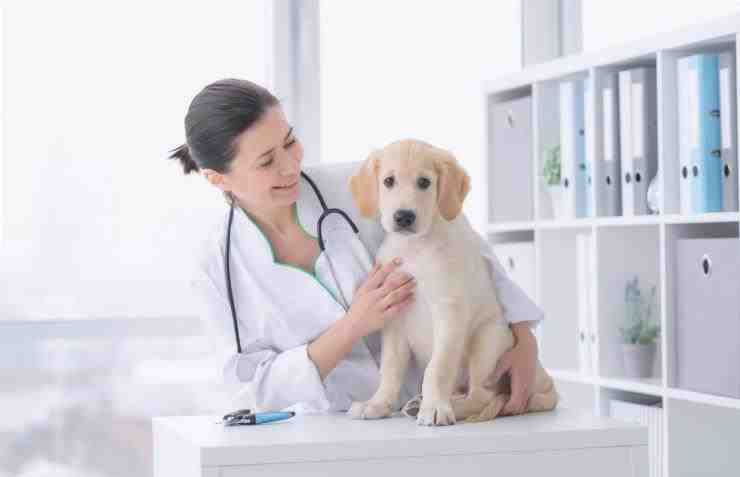 ¿Se puede administrar taquipirina a un perro?