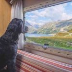 Perro mirando por la ventana: causas, riesgos y remedios
