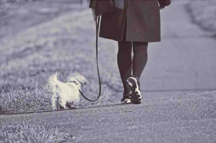 paseo del perro con correa
