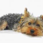 Enfermedades comunes del Yorkshire Terrier: cómo reconocerlas y tratarlas