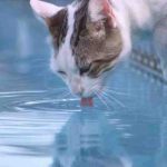 Intoxicación por agua en el gato: cómo reconocerlo e intervenir