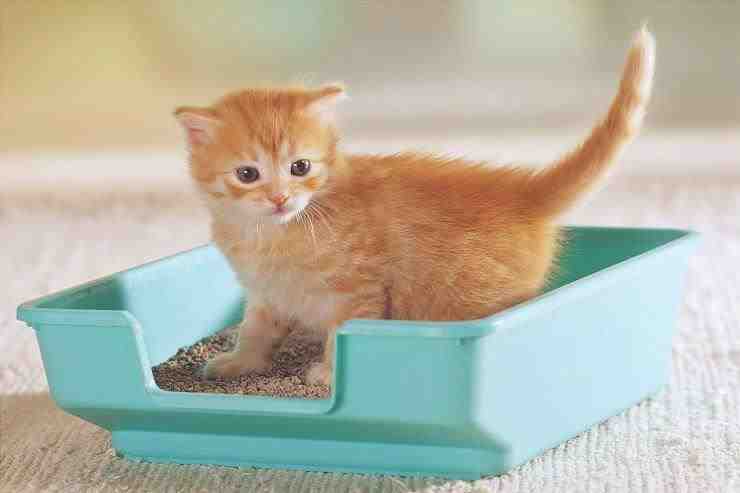 Errores con la caja de arena para gatos