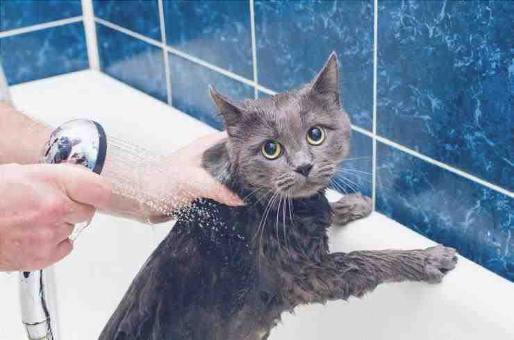 Lava al gato o no