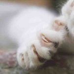Cómo curar la salud de las uñas de nuestros gatos en el verano