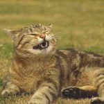 Porque el gato estornuda? Podría ocultar enfermedades graves