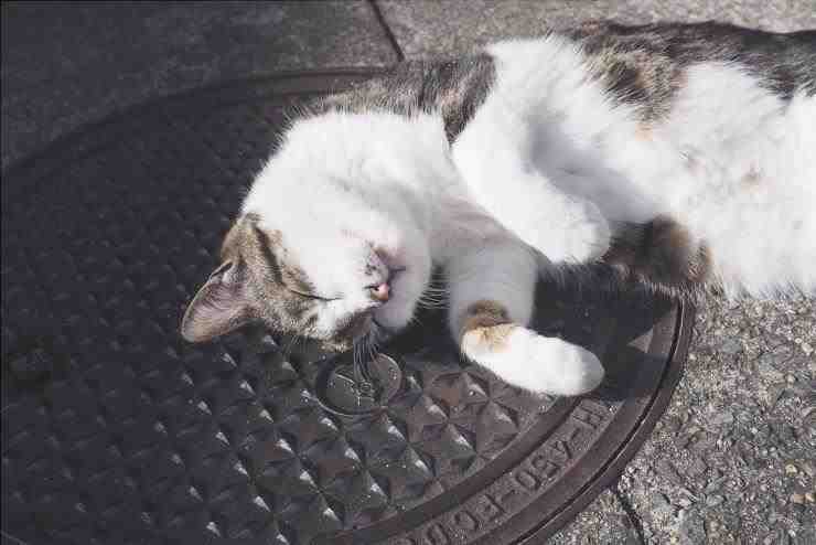 Porque a los gatos les gusta estar al sol?