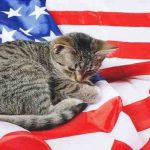 Nombres en inglés y americano para gatos y gatos: más de 250 ideas