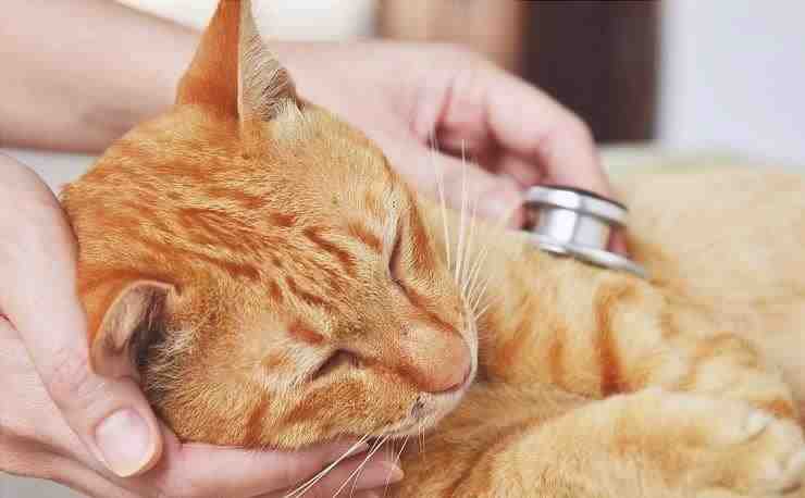Tromboembolismo arterial del gato