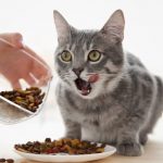 Alimentación adecuada para tu gato