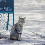 ¿Por qué los gatos desaparecen de casa durante días?