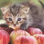 El gato puede beber vinagre de sidra de manzana? Averigüemos juntos