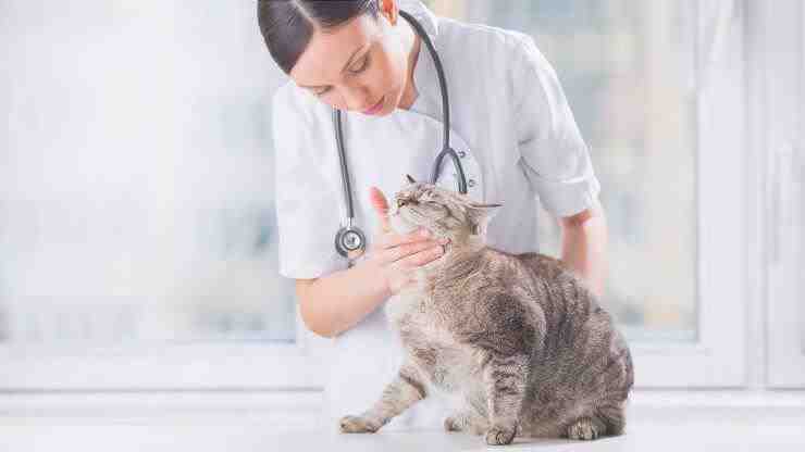 Gato al veterinario