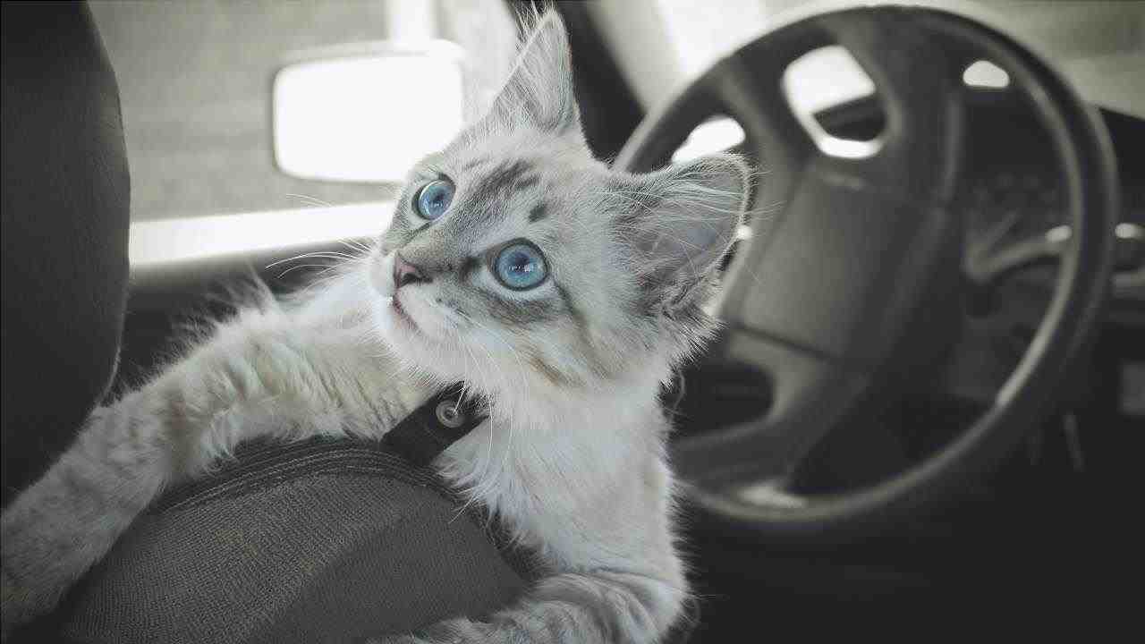 Prohibición del cinturón de seguridad para el gato