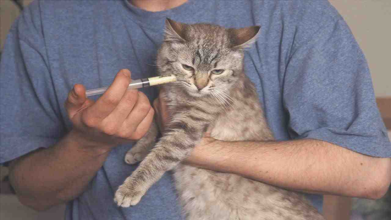 Jeringa de gato (Foto Adobe Stock)