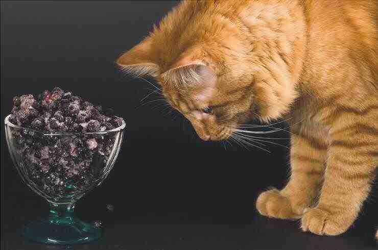 El gato puede comer arándanos? (Foto Adobe Stock)