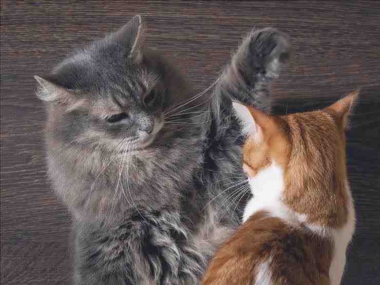 los gatos estresados se pelean
